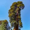 Fast Growing Trees See All Evergreen & Privacy Trees Sequoia Tree