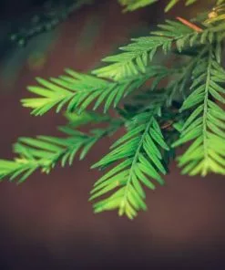 Fast Growing Trees See All Evergreen & Privacy Trees Sequoia Tree 7 Fast Growing Trees See All Evergreen & Privacy Trees Sequoia Tree