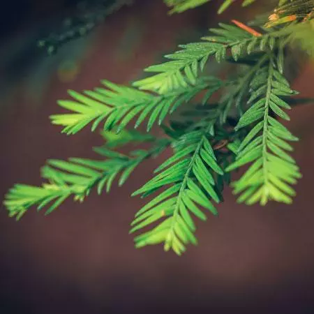 Fast Growing Trees See All Evergreen & Privacy Trees Sequoia Tree 5 Fast Growing Trees See All Evergreen & Privacy Trees Sequoia Tree