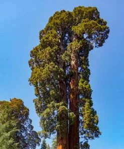 Fast Growing Trees See All Evergreen & Privacy Trees Sequoia Tree