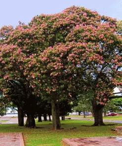 Fast Growing Trees Pink Flowers Pink Silk Floss Tree 7 Fast Growing Trees Pink Flowers Pink Silk Floss Tree