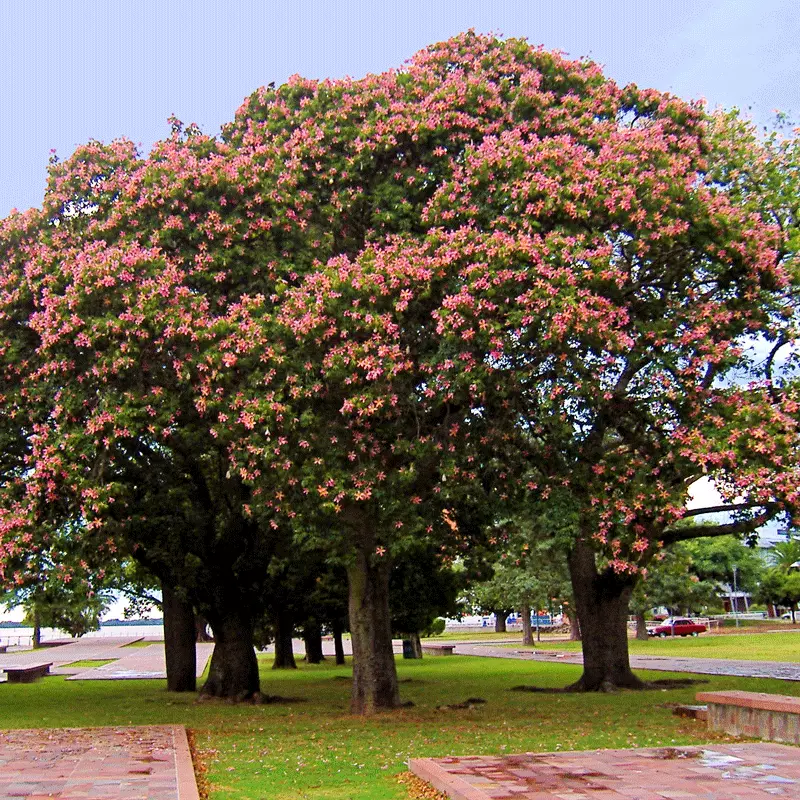 Fast Growing Trees Pink Flowers Pink Silk Floss Tree 5 Fast Growing Trees Pink Flowers Pink Silk Floss Tree