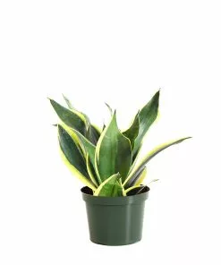 Fast Growing Trees Air Purifying House Plants Snake Plant