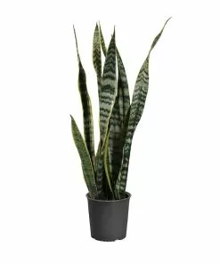 Fast Growing Trees Air Purifying House Plants Snake Plant