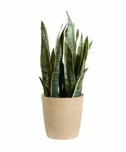 Fast Growing Trees Air Purifying House Plants Snake Plant