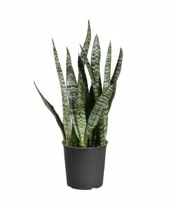Fast Growing Trees Air Purifying House Plants Snake Plant