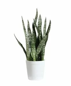 Fast Growing Trees Air Purifying House Plants Snake Plant