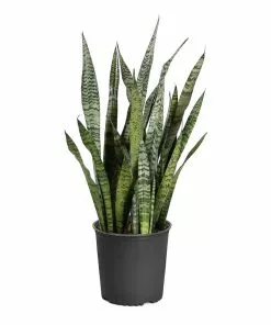 Fast Growing Trees Air Purifying House Plants Snake Plant