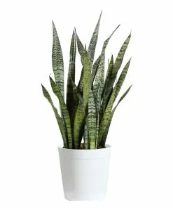 Fast Growing Trees Air Purifying House Plants Snake Plant