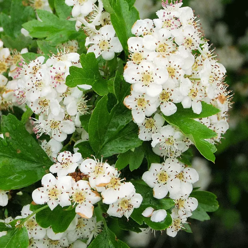 Fast Growing Trees Snow White Indian Hawthorn Shrub 4 Fast Growing Trees Snow White Indian Hawthorn Shrub