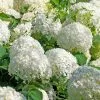 Fast Growing Trees Japanese Snowball Bush Viburnum 2 Fast Growing Trees Japanese Snowball Bush Viburnum