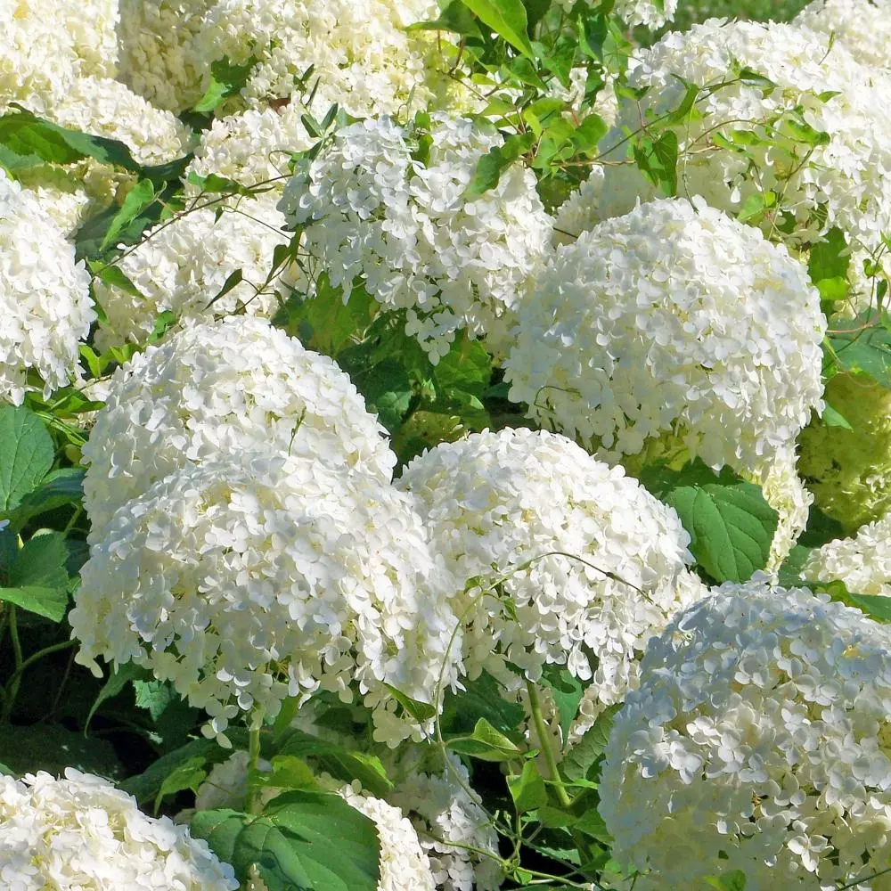 Fast Growing Trees Japanese Snowball Bush Viburnum 3 Fast Growing Trees Japanese Snowball Bush Viburnum