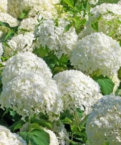 Fast Growing Trees Japanese Snowball Bush Viburnum