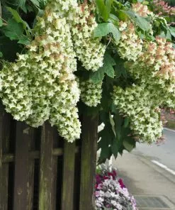 Fast Growing Trees Hydrangea Shrubs Snowcicle Hydrangea Shrub 12 Fast Growing Trees Hydrangea Shrubs Snowcicle Hydrangea Shrub