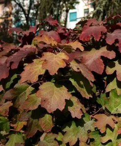 Fast Growing Trees Hydrangea Shrubs Snowcicle Hydrangea Shrub 13 Fast Growing Trees Hydrangea Shrubs Snowcicle Hydrangea Shrub