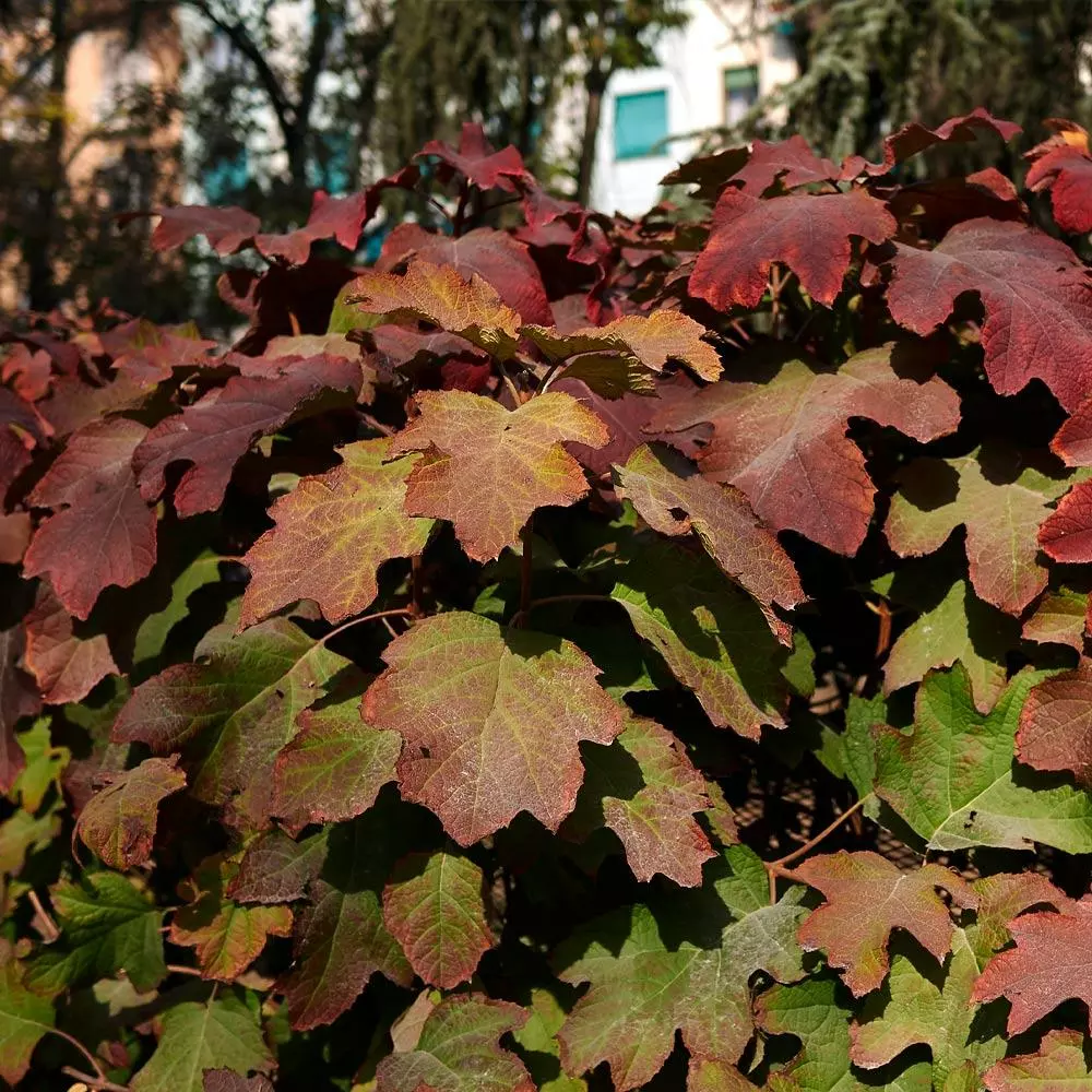 Fast Growing Trees Hydrangea Shrubs Snowcicle Hydrangea Shrub 8 Fast Growing Trees Hydrangea Shrubs Snowcicle Hydrangea Shrub