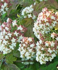 Fast Growing Trees Hydrangea Shrubs Snowcicle Hydrangea Shrub 10 Fast Growing Trees Hydrangea Shrubs Snowcicle Hydrangea Shrub