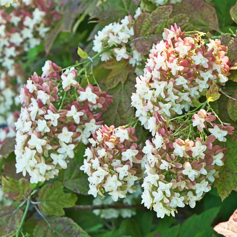 Fast Growing Trees Hydrangea Shrubs Snowcicle Hydrangea Shrub 5 Fast Growing Trees Hydrangea Shrubs Snowcicle Hydrangea Shrub