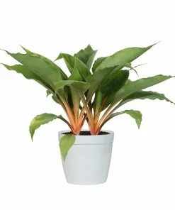 Fast Growing Trees Mandarin Plant Air Purifying House Plants 12 Fast Growing Trees Mandarin Plant Air Purifying House Plants
