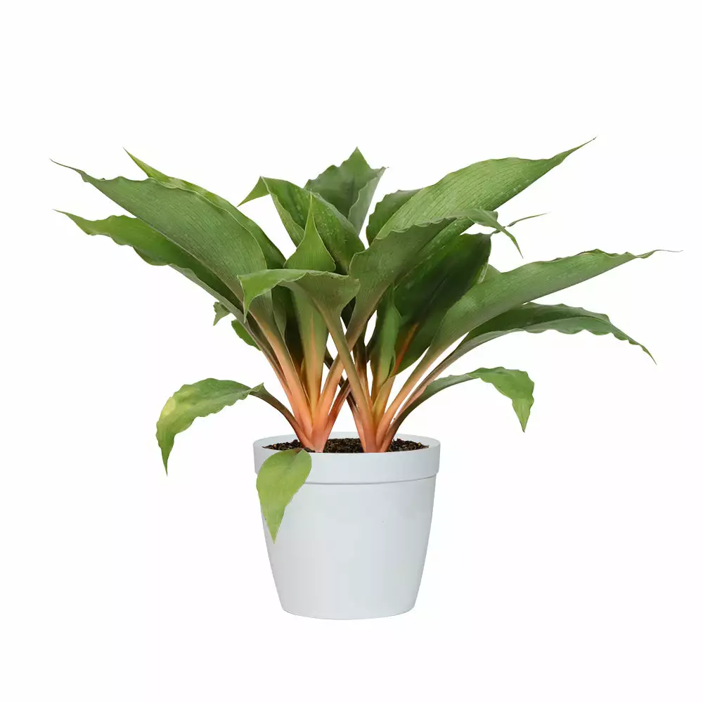 Fast Growing Trees Mandarin Plant Air Purifying House Plants 7 Fast Growing Trees Mandarin Plant Air Purifying House Plants
