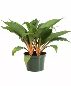 Fast Growing Trees Mandarin Plant Air Purifying House Plants 13 Fast Growing Trees Mandarin Plant Air Purifying House Plants