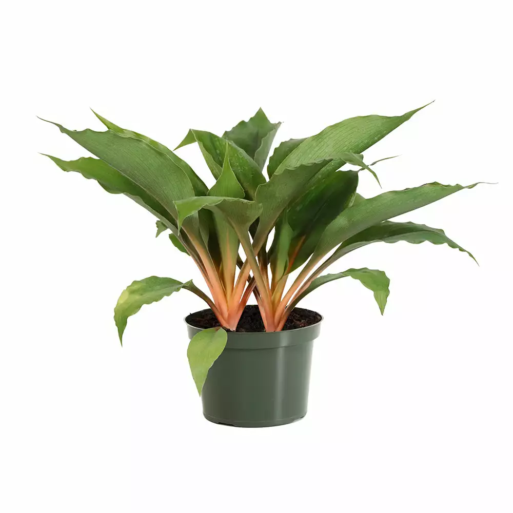 Fast Growing Trees Mandarin Plant Air Purifying House Plants 8 Fast Growing Trees Mandarin Plant Air Purifying House Plants