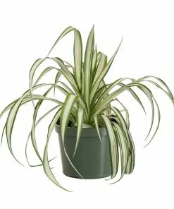 Fast Growing Trees Spider Plant 11 Fast Growing Trees Spider Plant