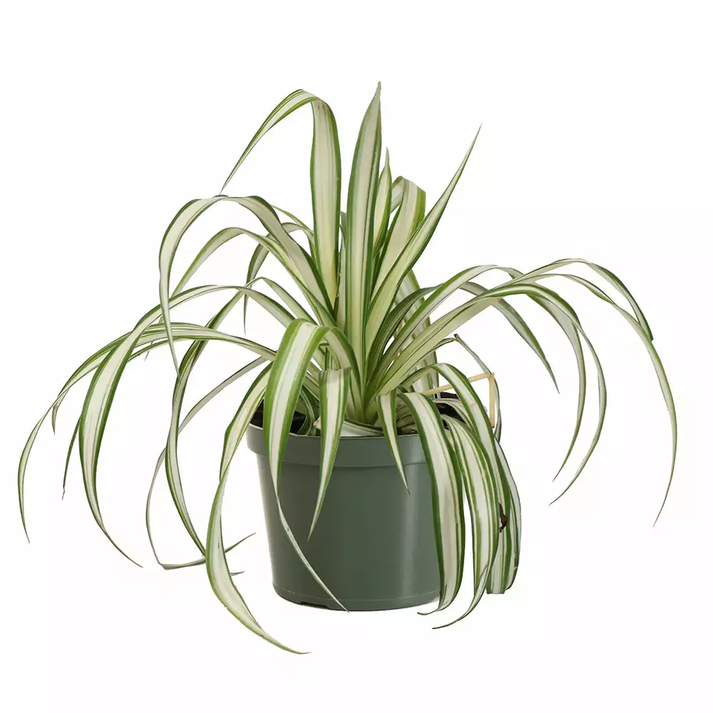 Fast Growing Trees Spider Plant 7 Fast Growing Trees Spider Plant