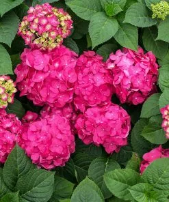 Fast Growing Trees Endless Summer® Summer Crush® Hydrangea 12 Fast Growing Trees Endless Summer® Summer Crush® Hydrangea