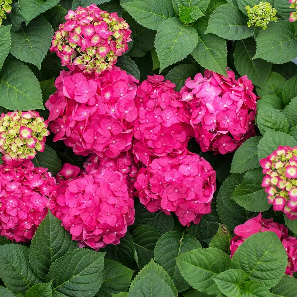 Fast Growing Trees Endless Summer® Summer Crush® Hydrangea 6 Fast Growing Trees Endless Summer® Summer Crush® Hydrangea