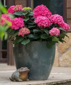 Fast Growing Trees Endless Summer® Summer Crush® Hydrangea 13 Fast Growing Trees Endless Summer® Summer Crush® Hydrangea