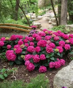 Fast Growing Trees Endless Summer® Summer Crush® Hydrangea 14 Fast Growing Trees Endless Summer® Summer Crush® Hydrangea