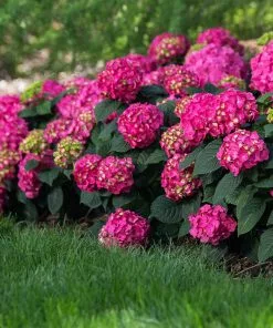 Fast Growing Trees Endless Summer® Summer Crush® Hydrangea