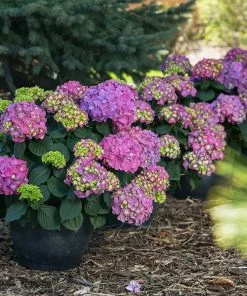 Fast Growing Trees Endless Summer® Summer Crush® Hydrangea 11 Fast Growing Trees Endless Summer® Summer Crush® Hydrangea
