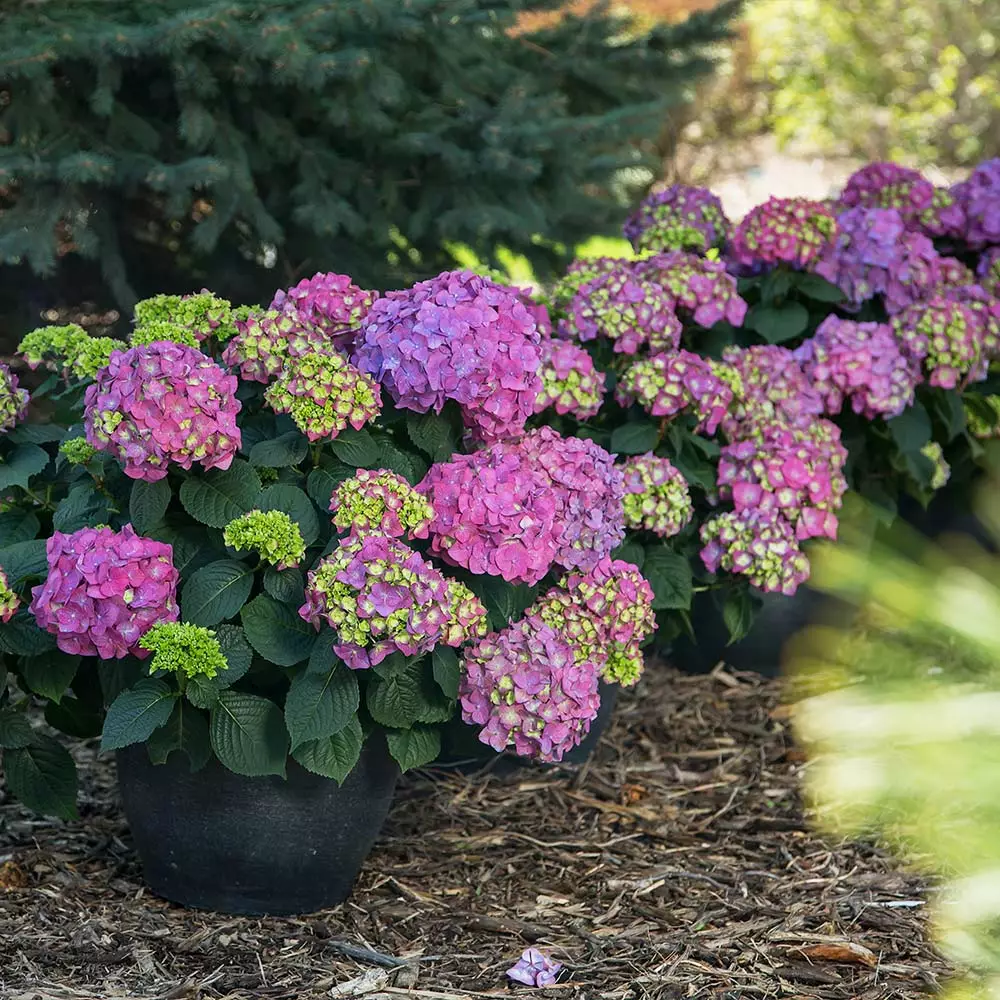 Fast Growing Trees Endless Summer® Summer Crush® Hydrangea 5 Fast Growing Trees Endless Summer® Summer Crush® Hydrangea