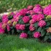 Fast Growing Trees Endless Summer® Summer Crush® Hydrangea