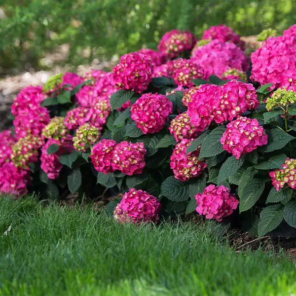 Fast Growing Trees Endless Summer® Summer Crush® Hydrangea 3 Fast Growing Trees Endless Summer® Summer Crush® Hydrangea