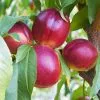 Fast Growing Trees See All Fruit Trees Sundollar Nectarine Tree (USDA Organic) 1 Fast Growing Trees See All Fruit Trees Sundollar Nectarine Tree (USDA Organic)