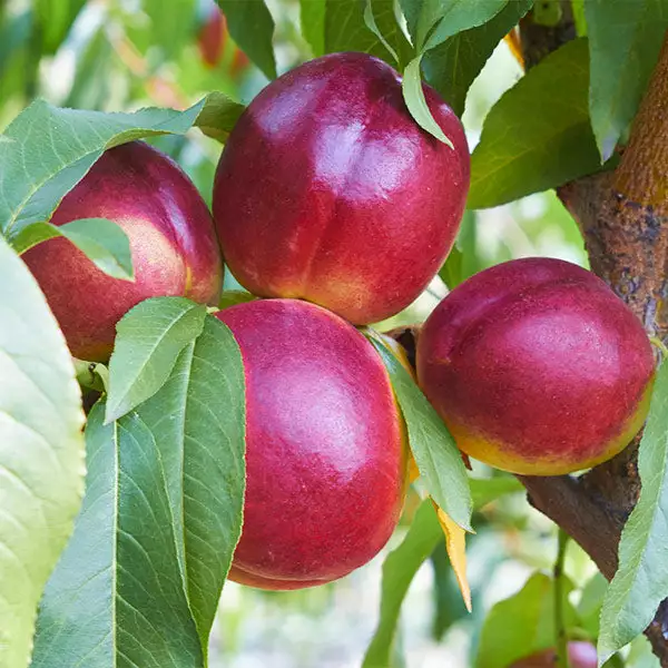 Fast Growing Trees See All Fruit Trees Sundollar Nectarine Tree (USDA Organic) 3 Fast Growing Trees See All Fruit Trees Sundollar Nectarine Tree (USDA Organic)