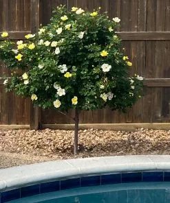 Fast Growing Trees Rose Trees Sunny Knock Out® Rose Tree 8 Fast Growing Trees Rose Trees Sunny Knock Out® Rose Tree