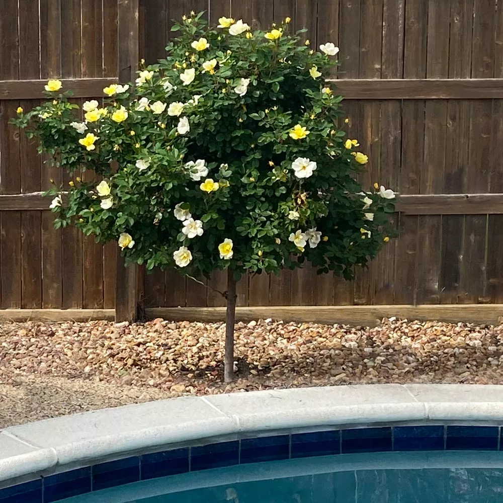 Fast Growing Trees Rose Trees Sunny Knock Out® Rose Tree 5 Fast Growing Trees Rose Trees Sunny Knock Out® Rose Tree