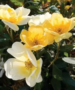Fast Growing Trees Rose Trees Sunny Knock Out® Rose Tree 9 Fast Growing Trees Rose Trees Sunny Knock Out® Rose Tree