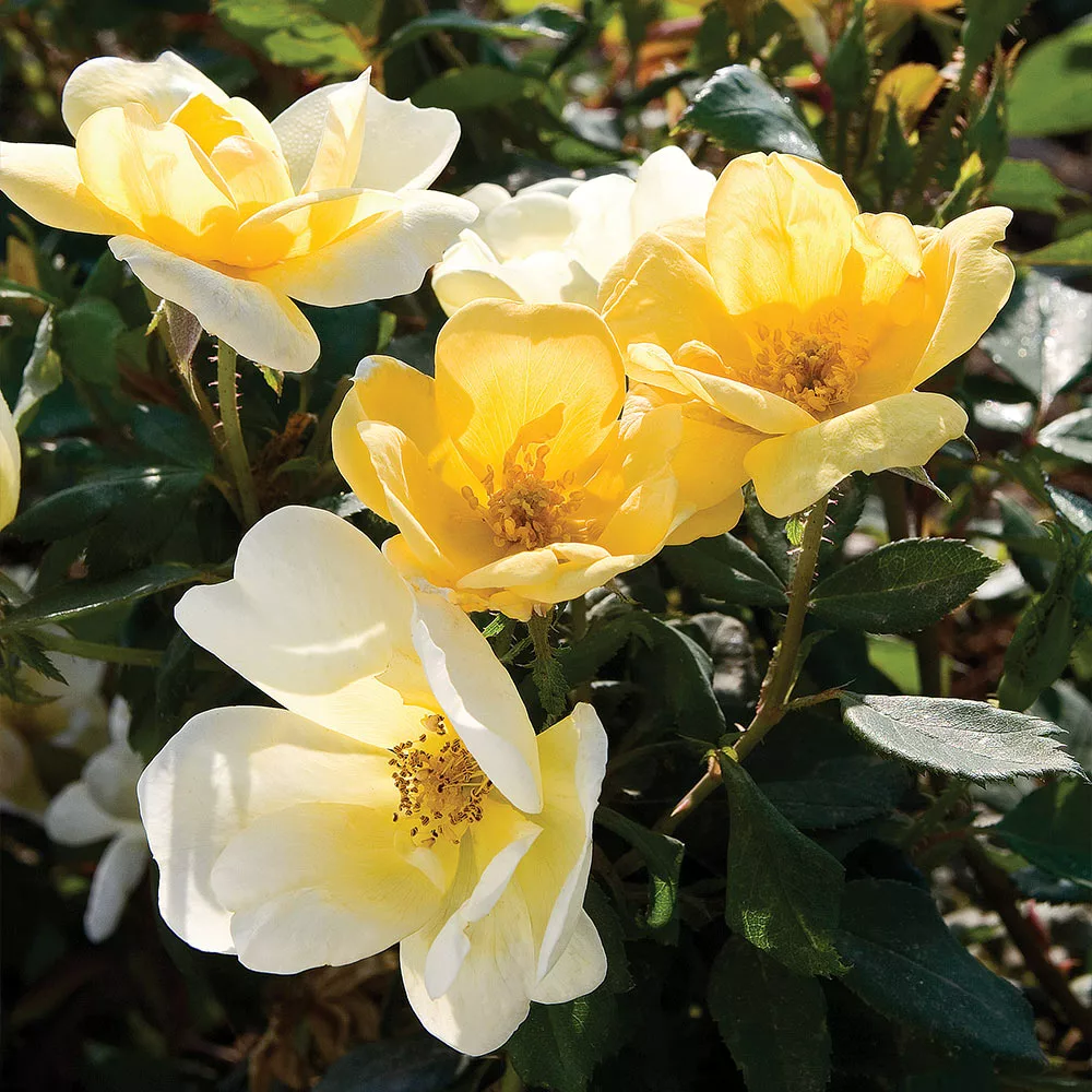 Fast Growing Trees Rose Trees Sunny Knock Out® Rose Tree 6 Fast Growing Trees Rose Trees Sunny Knock Out® Rose Tree