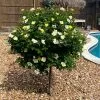Fast Growing Trees Rose Trees Sunny Knock Out® Rose Tree