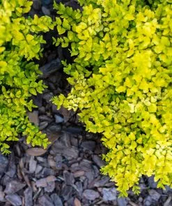 Fast Growing Trees Sunshine Ligustrum Shrub 13 Fast Growing Trees Sunshine Ligustrum Shrub