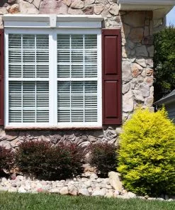 Fast Growing Trees Sunshine Ligustrum Shrub 11 Fast Growing Trees Sunshine Ligustrum Shrub