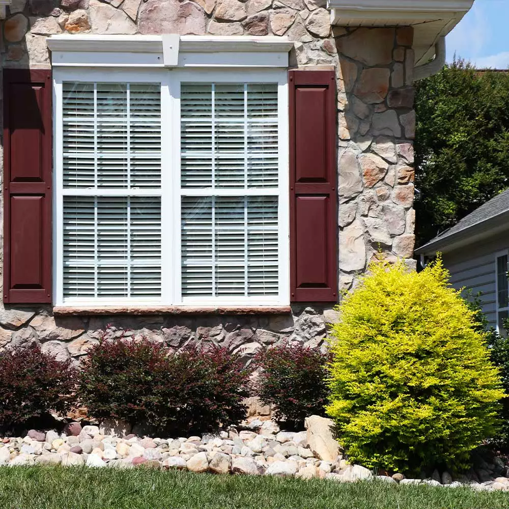 Fast Growing Trees Sunshine Ligustrum Shrub 5 Fast Growing Trees Sunshine Ligustrum Shrub