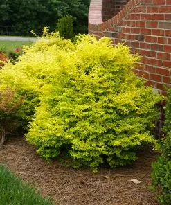 Fast Growing Trees Sunshine Ligustrum Shrub