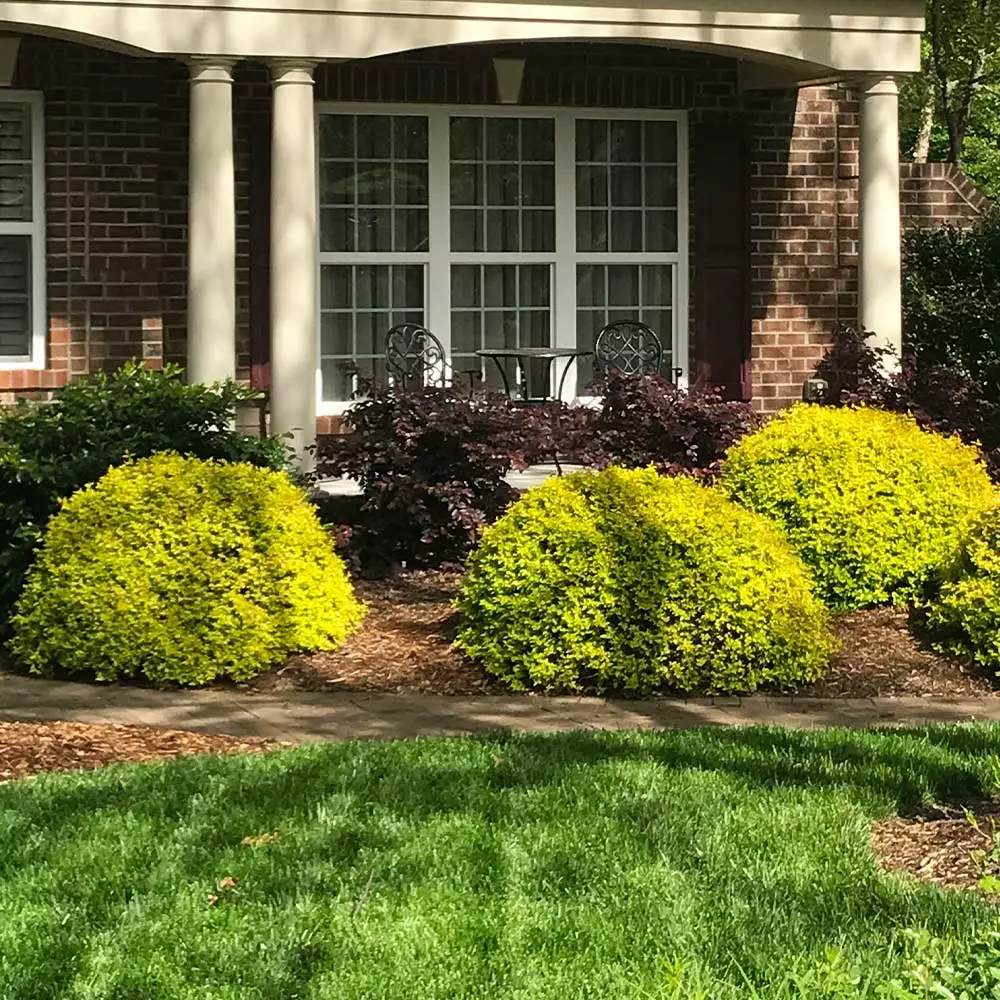 Fast Growing Trees Sunshine Ligustrum Shrub 6 Fast Growing Trees Sunshine Ligustrum Shrub