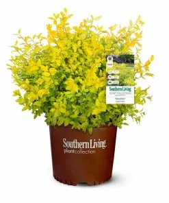 Fast Growing Trees Sunshine Ligustrum Shrub 14 Fast Growing Trees Sunshine Ligustrum Shrub